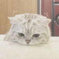 用戶頭像